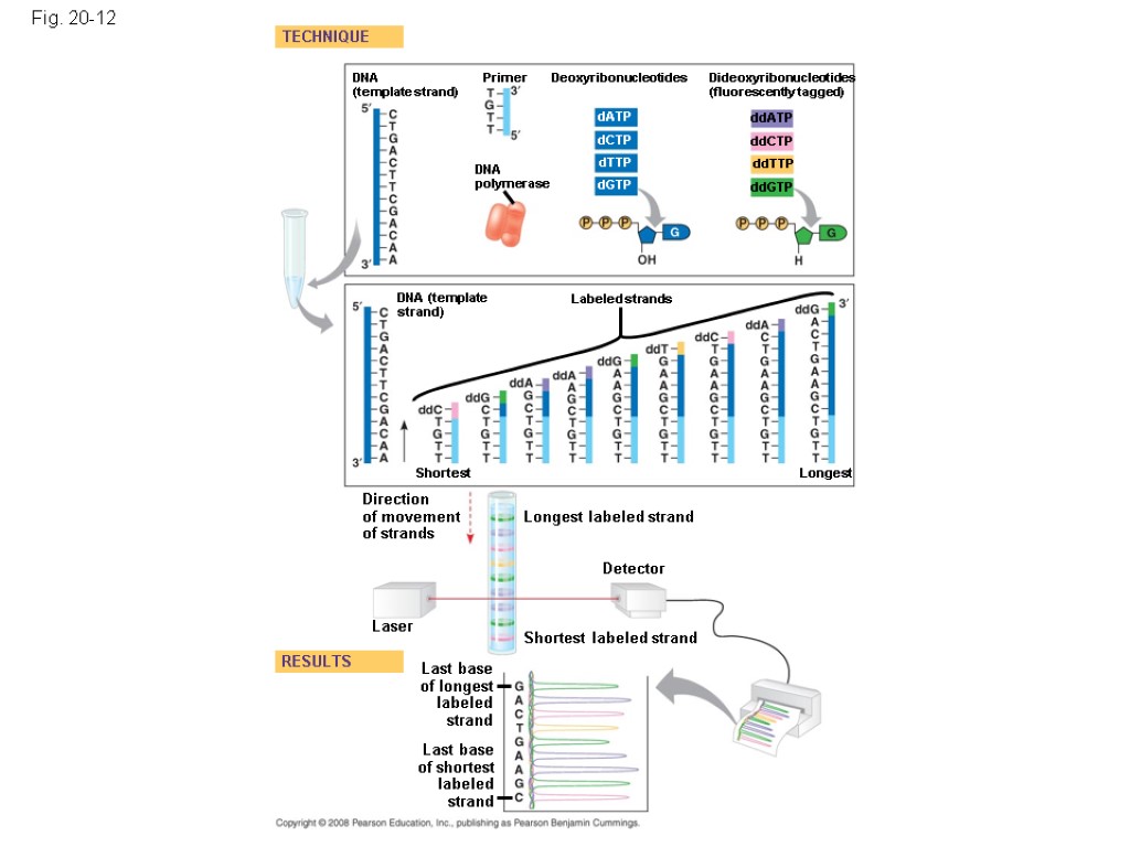 Fig. 20-12 DNA (template strand) TECHNIQUE RESULTS DNA (template strand) DNA polymerase Primer Deoxyribonucleotides